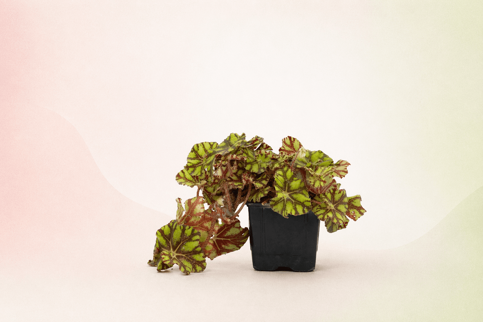 Begonia