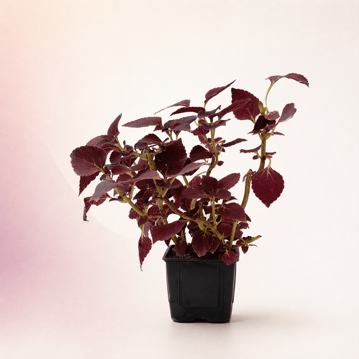 Coleus