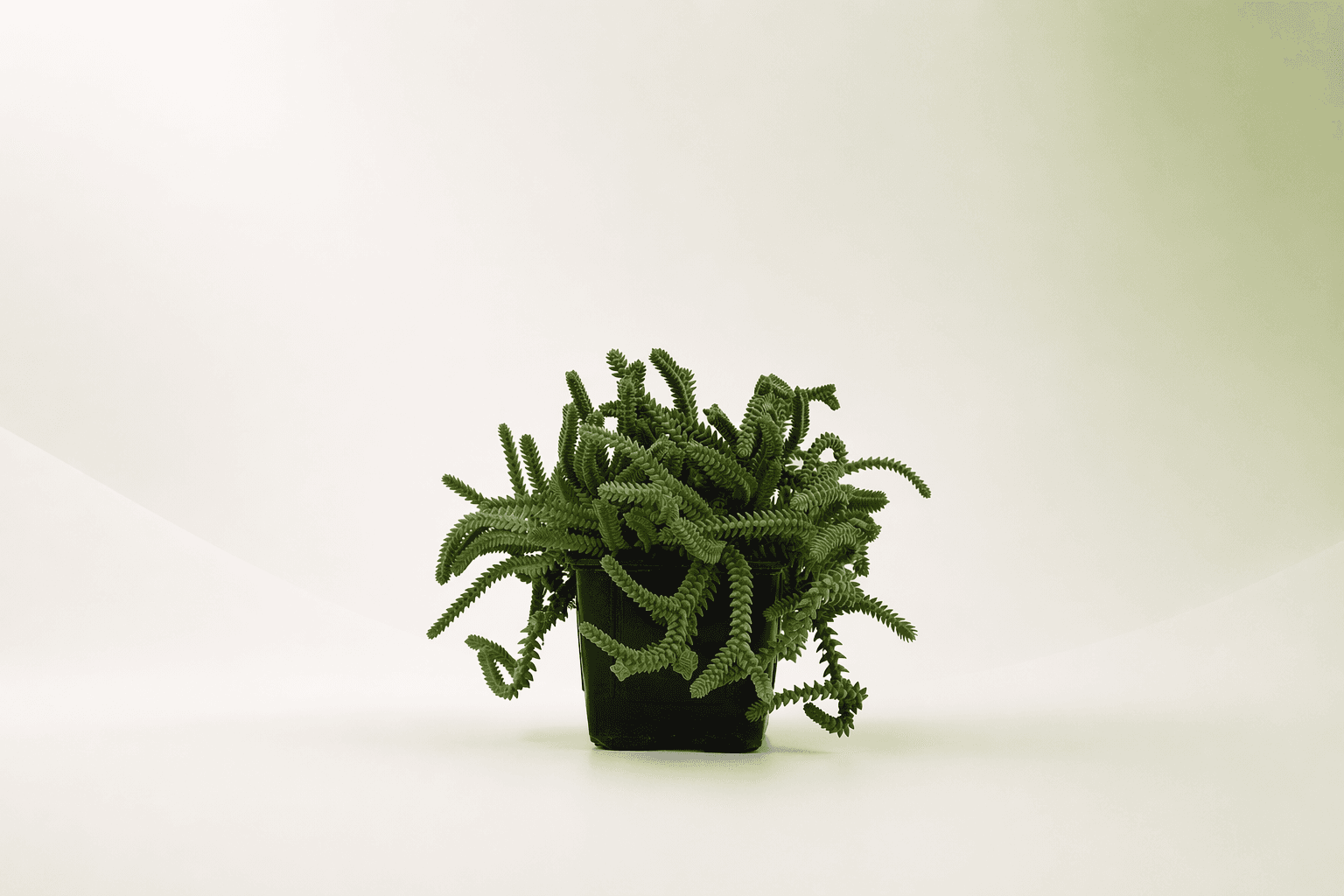 Crassula