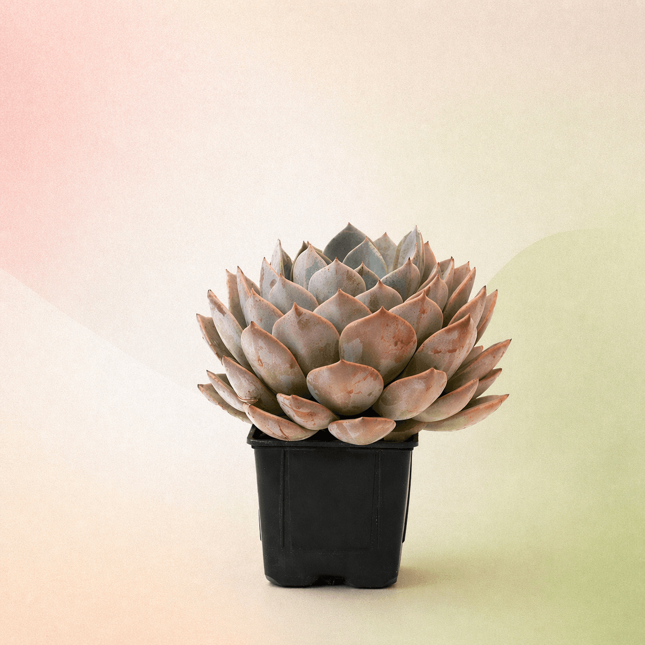 Echeveria