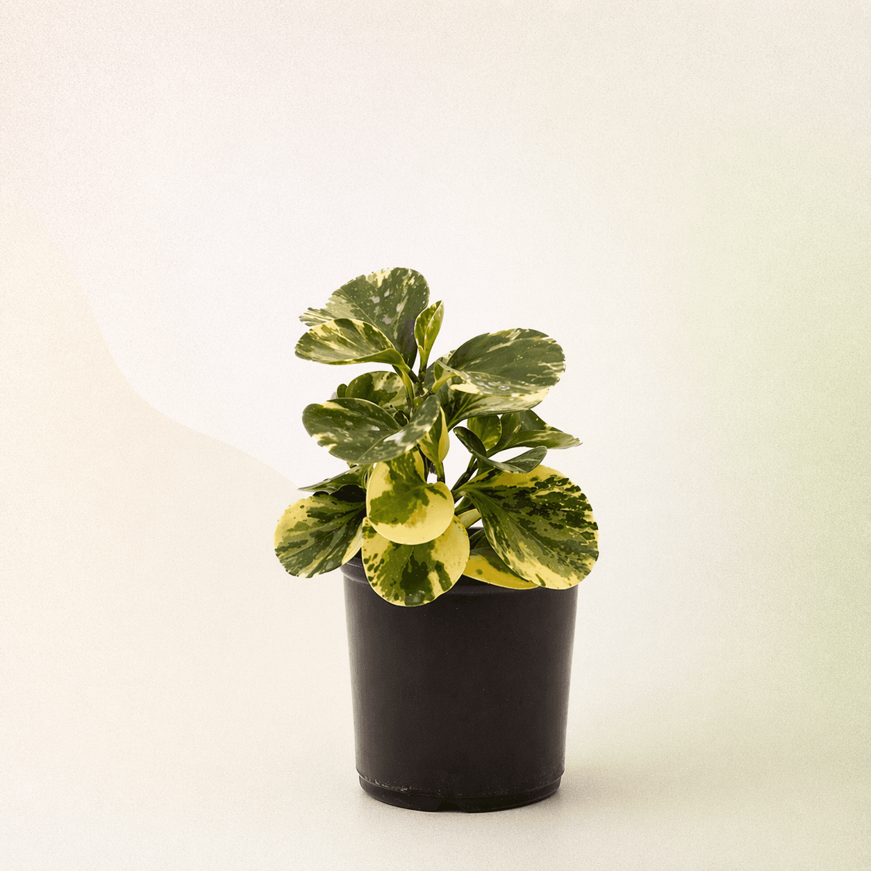 Peperomia
