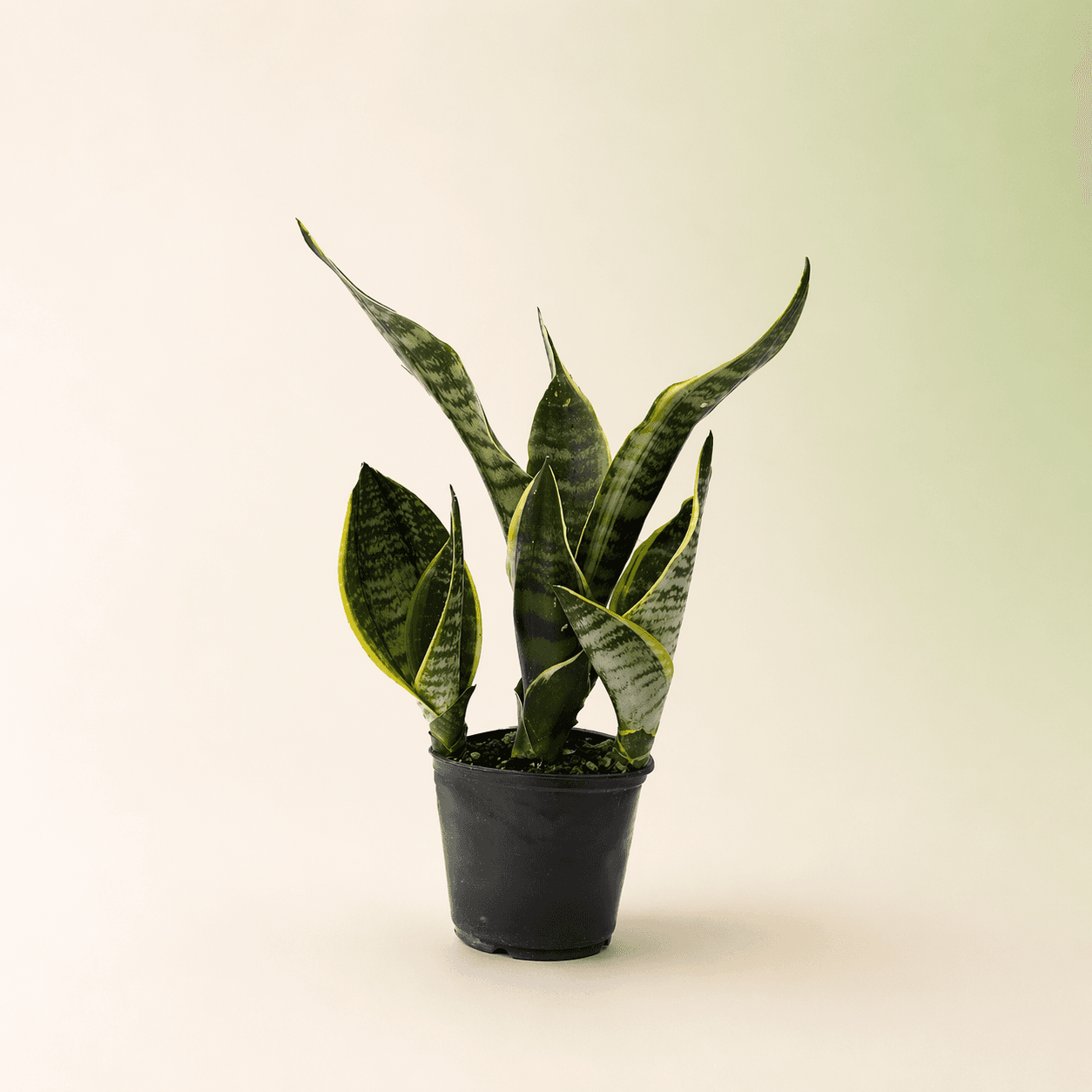 Snake Plant