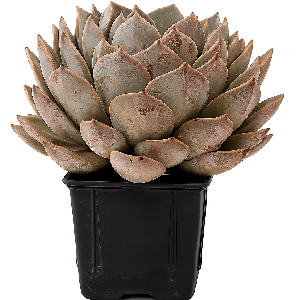 Massive Bloom Plant