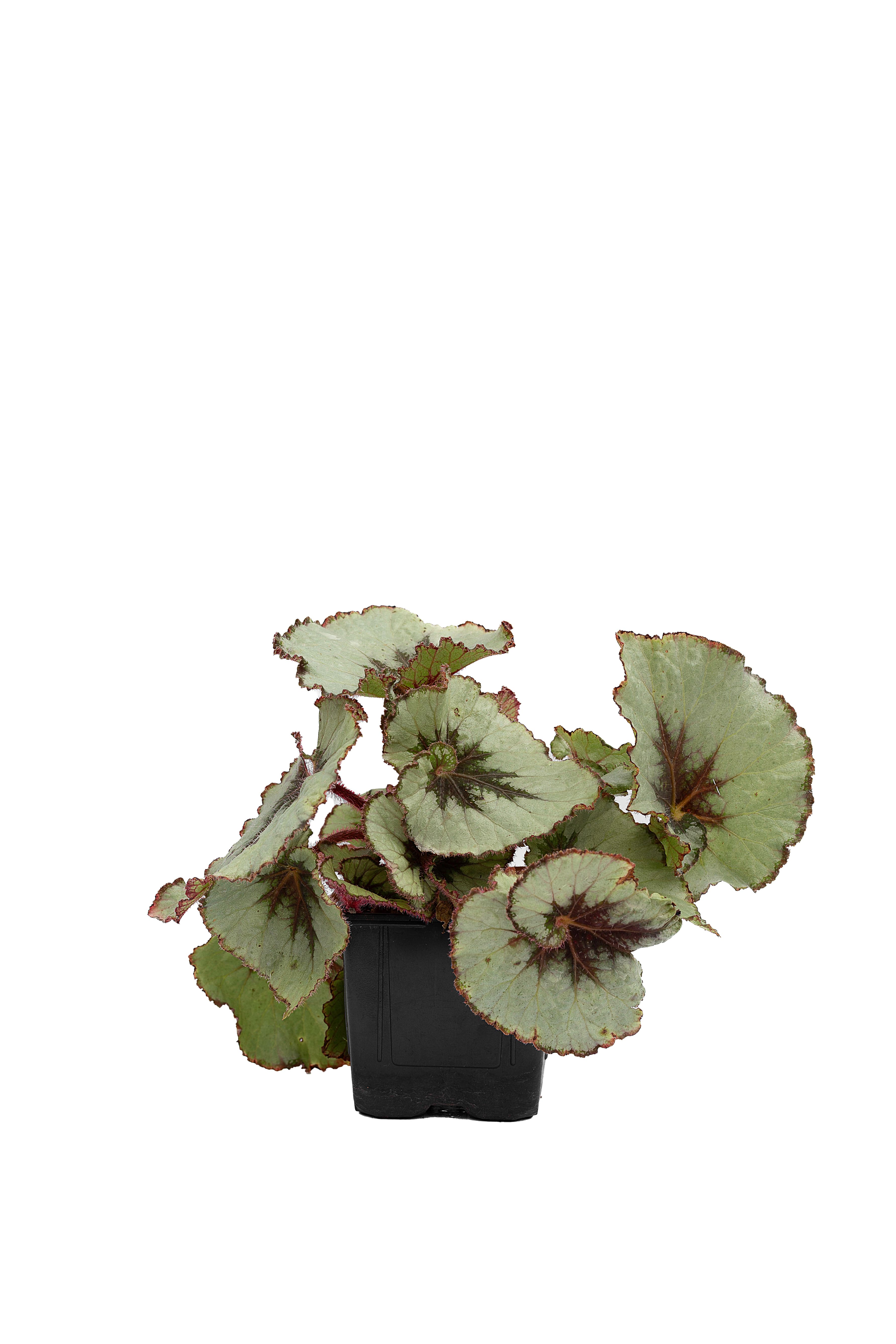Begonia