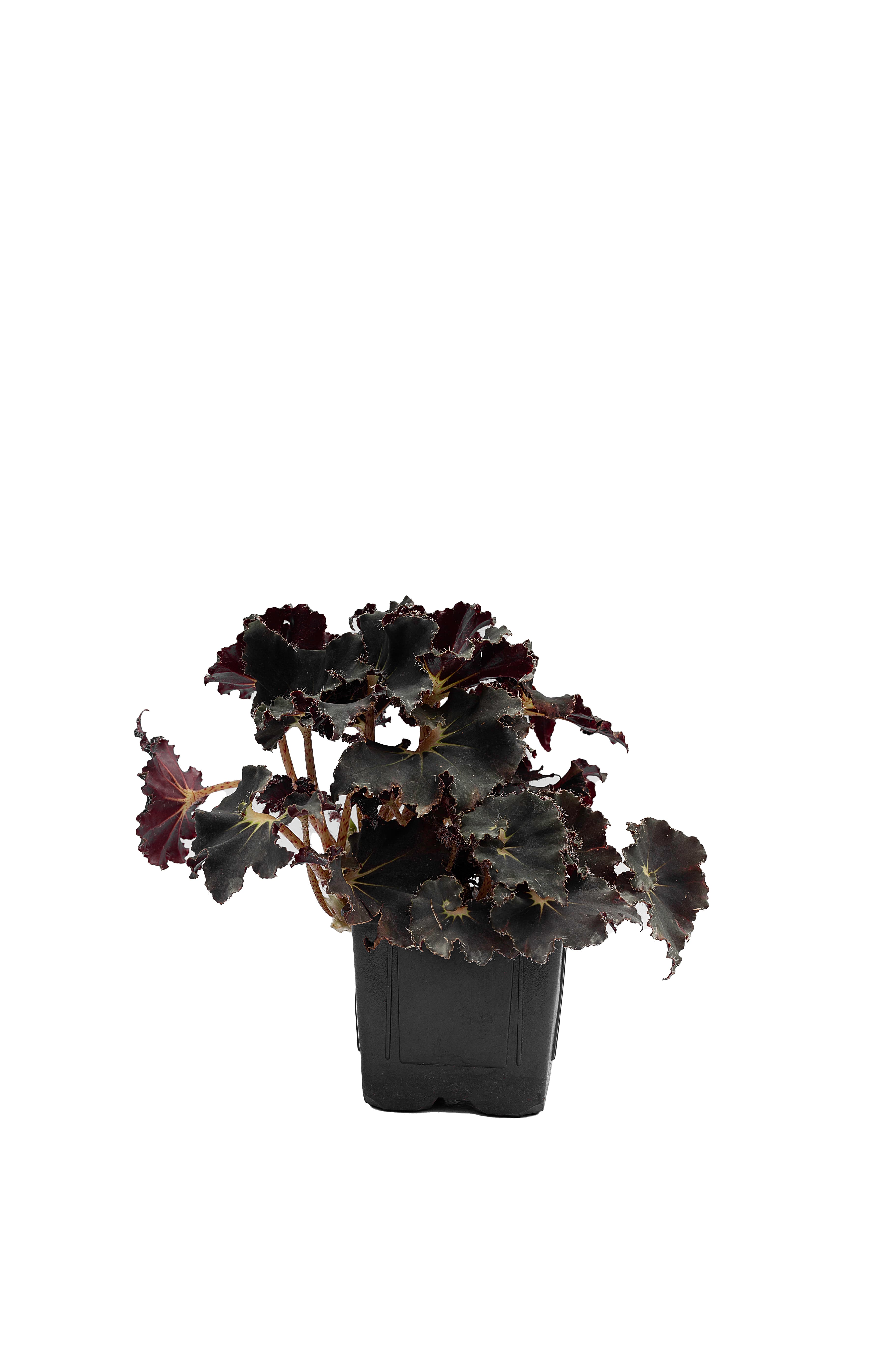 Begonia Rex — Spirit of Zanzibar