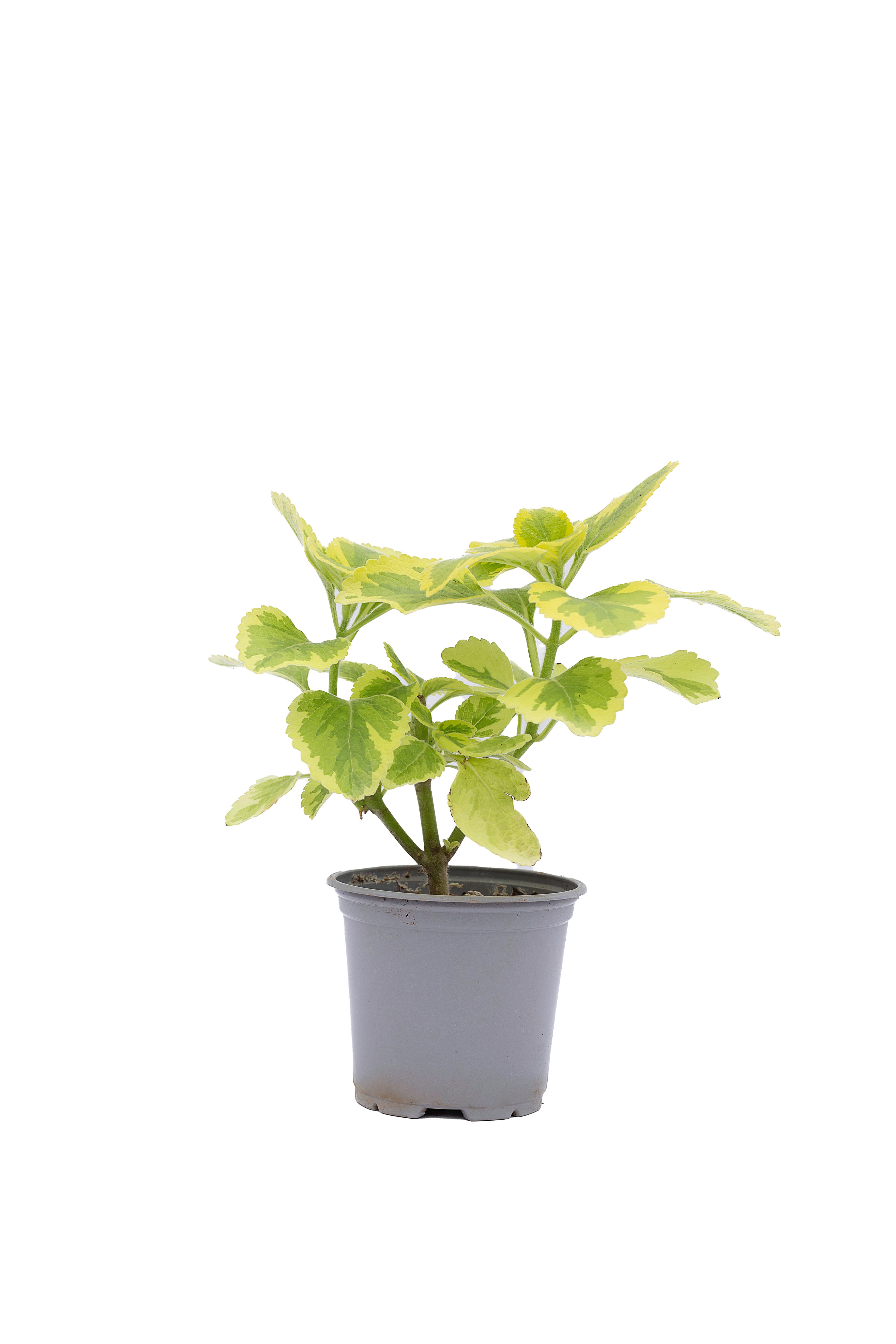 Coleus
