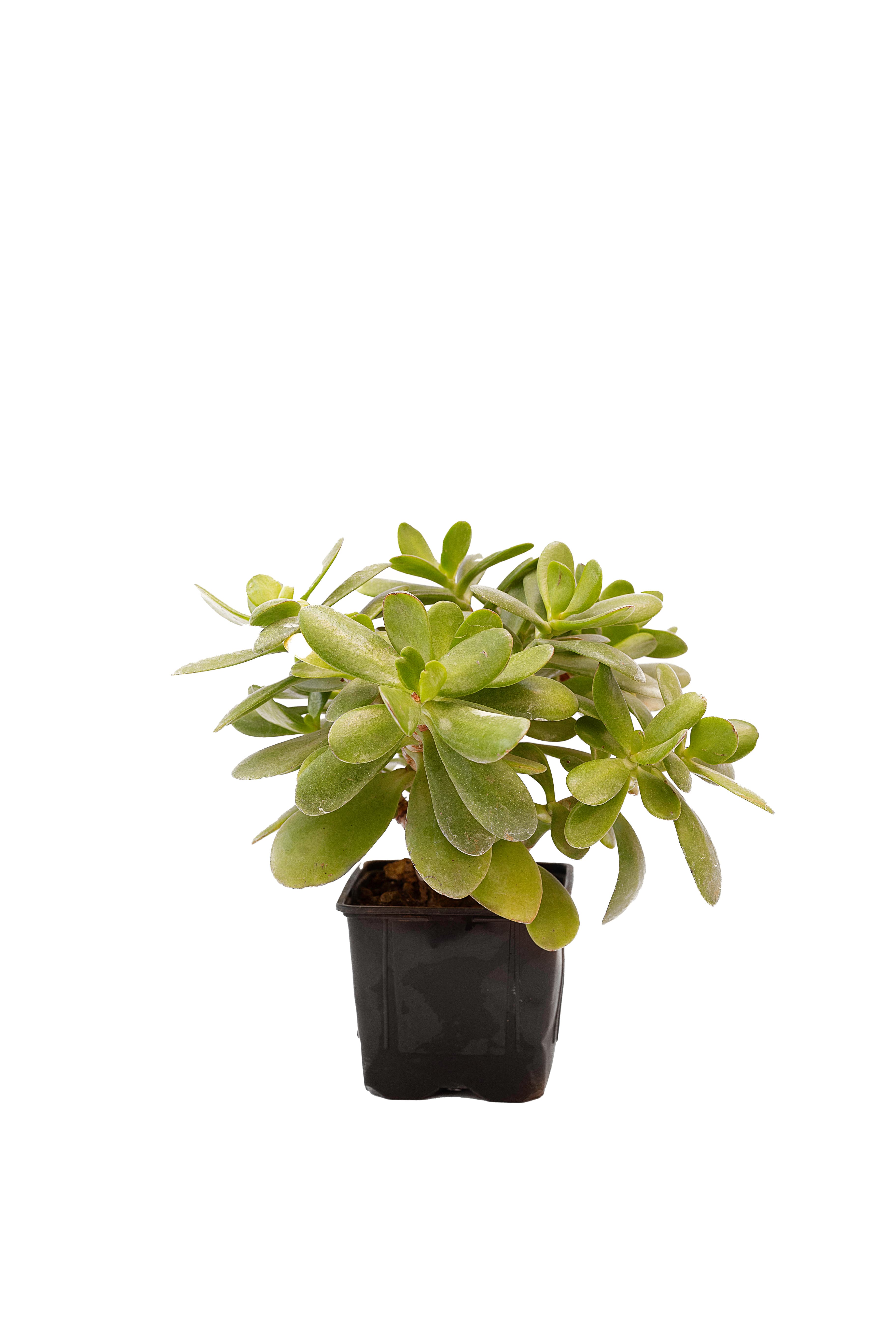 Crassula