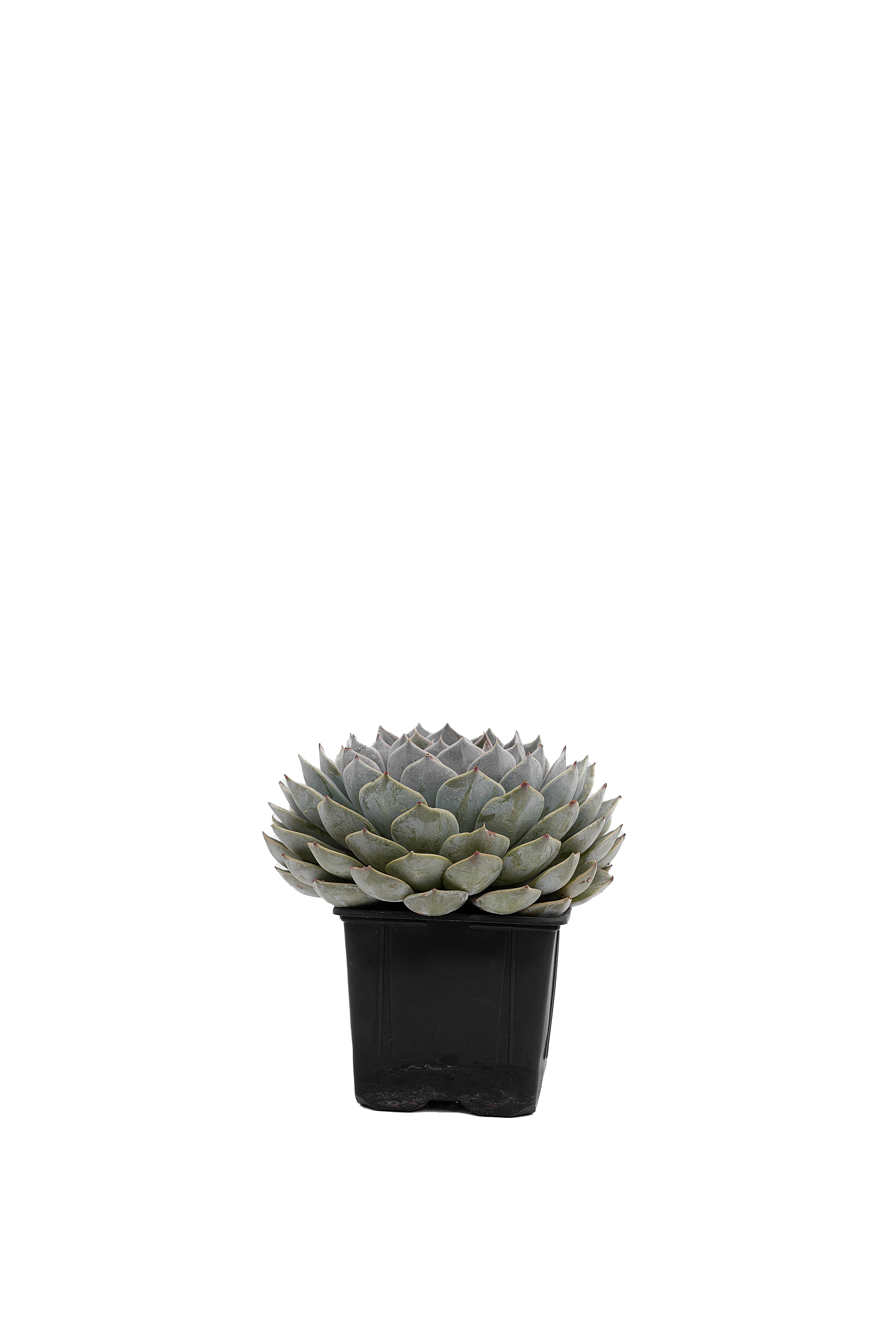 Echeveria
