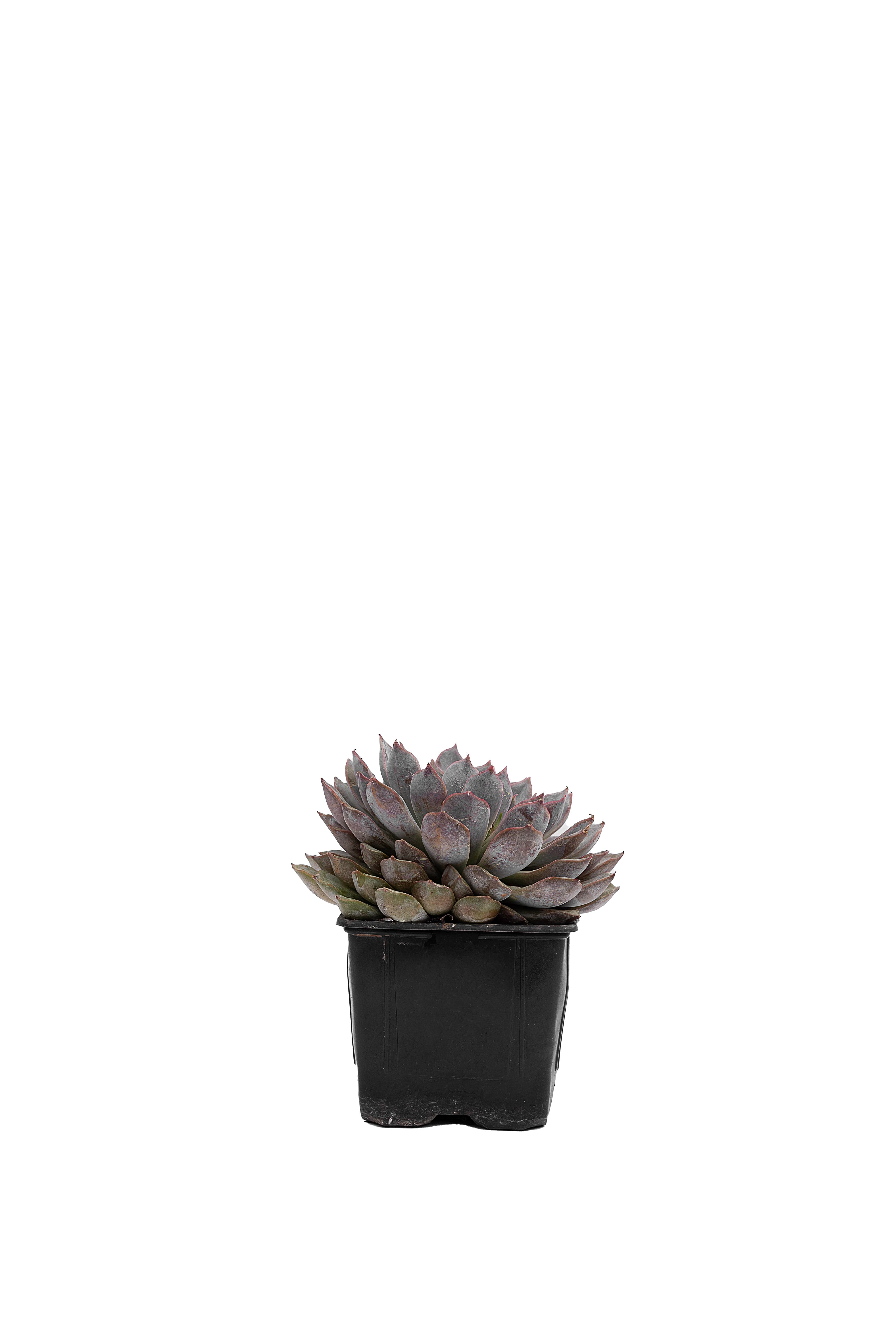 Echeveria Menina