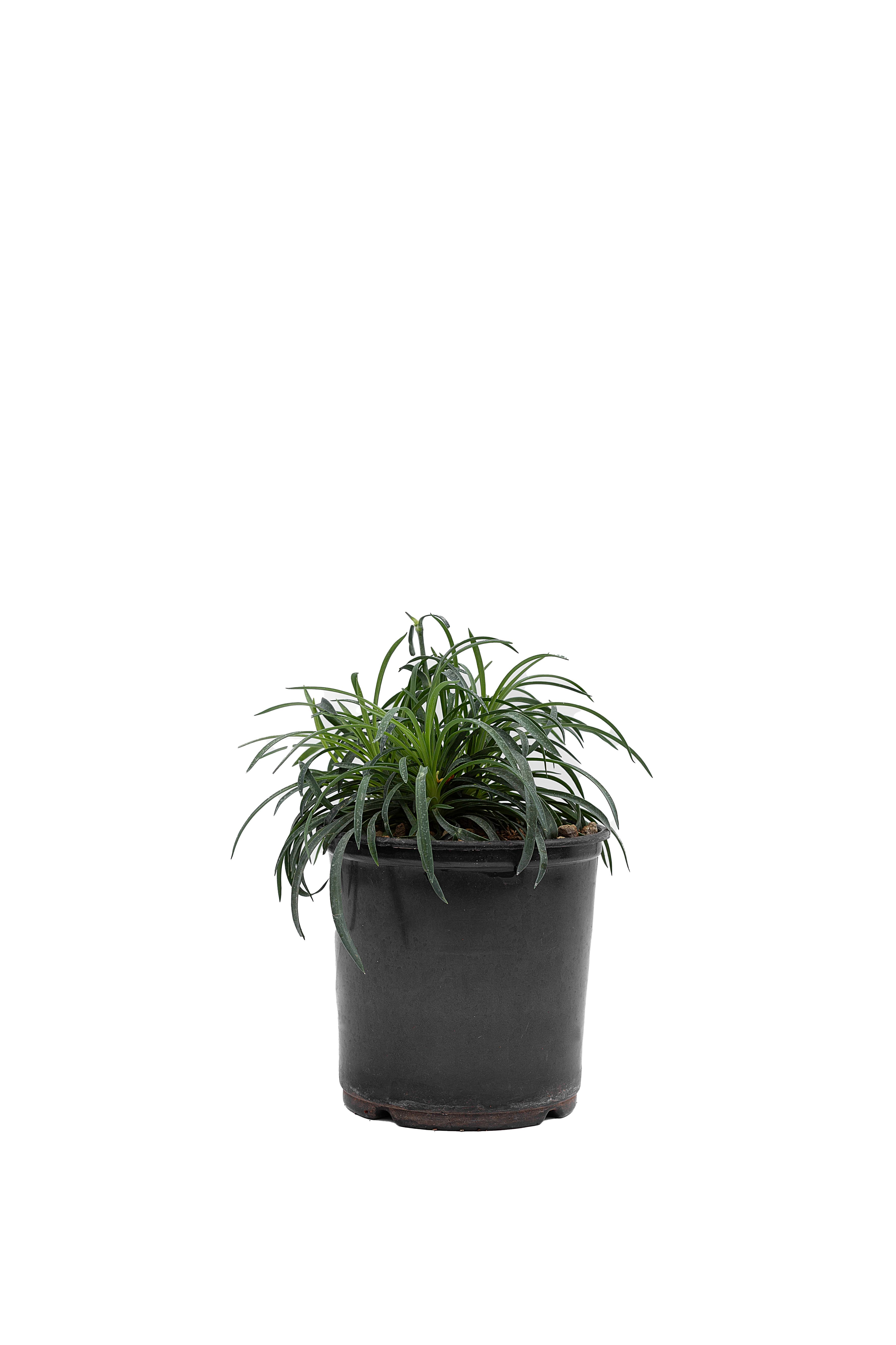 Carex