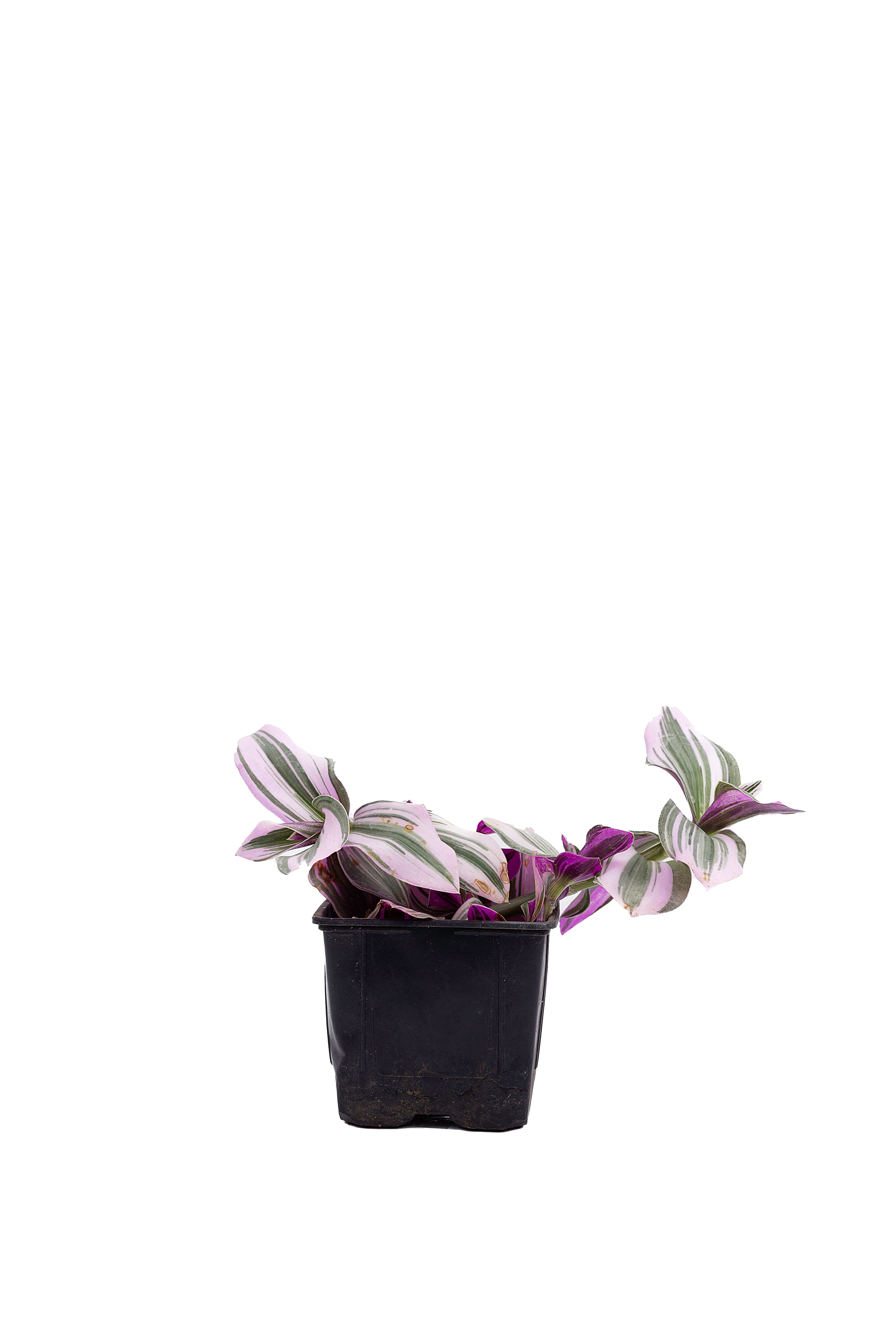 Tradescantia Nanouk